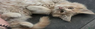 Maine Coon 1