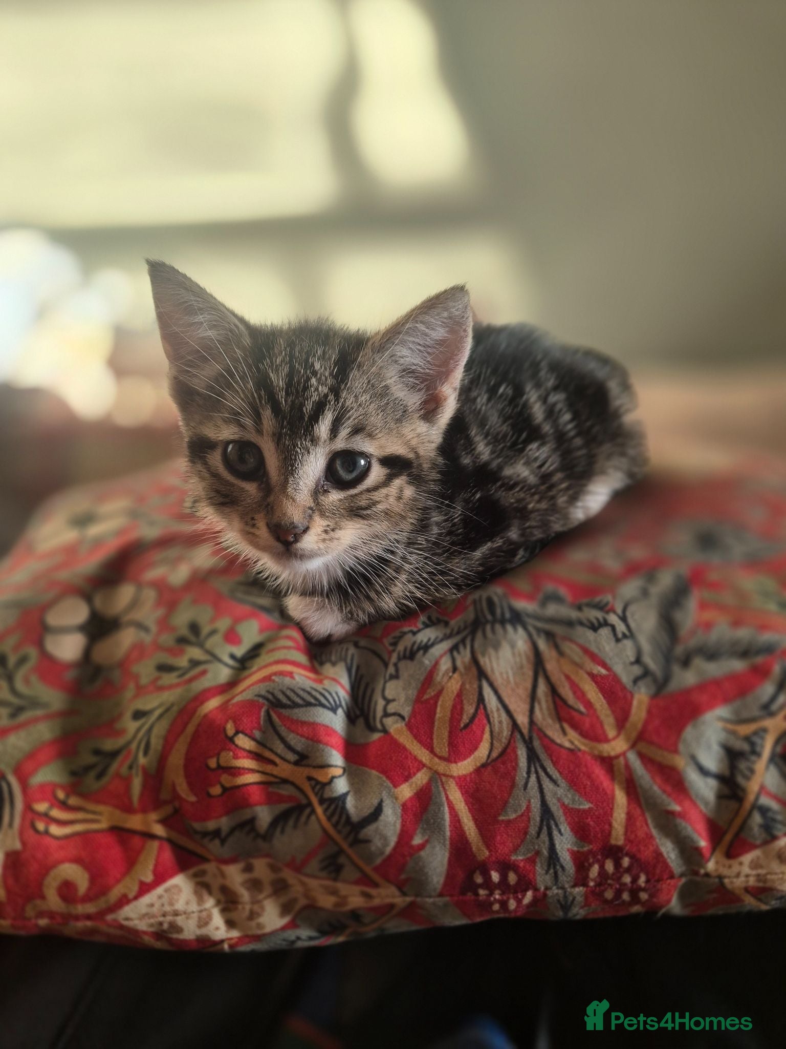 Mixed Breed cats BENGAL X KITTENS  - READY NOW 2 left - Advert 19