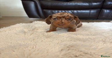 Miniature Dachshund dogs - Advert 7