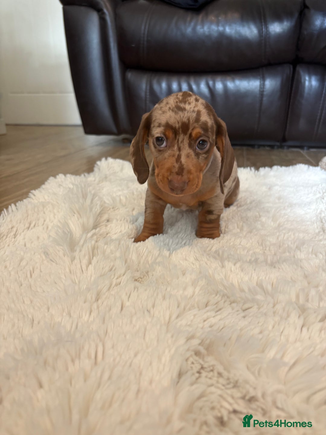 Miniature Dachshund dogs for sale: Miniature dachshund - Image 3