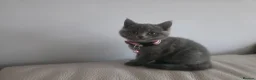 British Shorthair cats for sale: Beautiful British Shorthair Kittens  - Advert 12