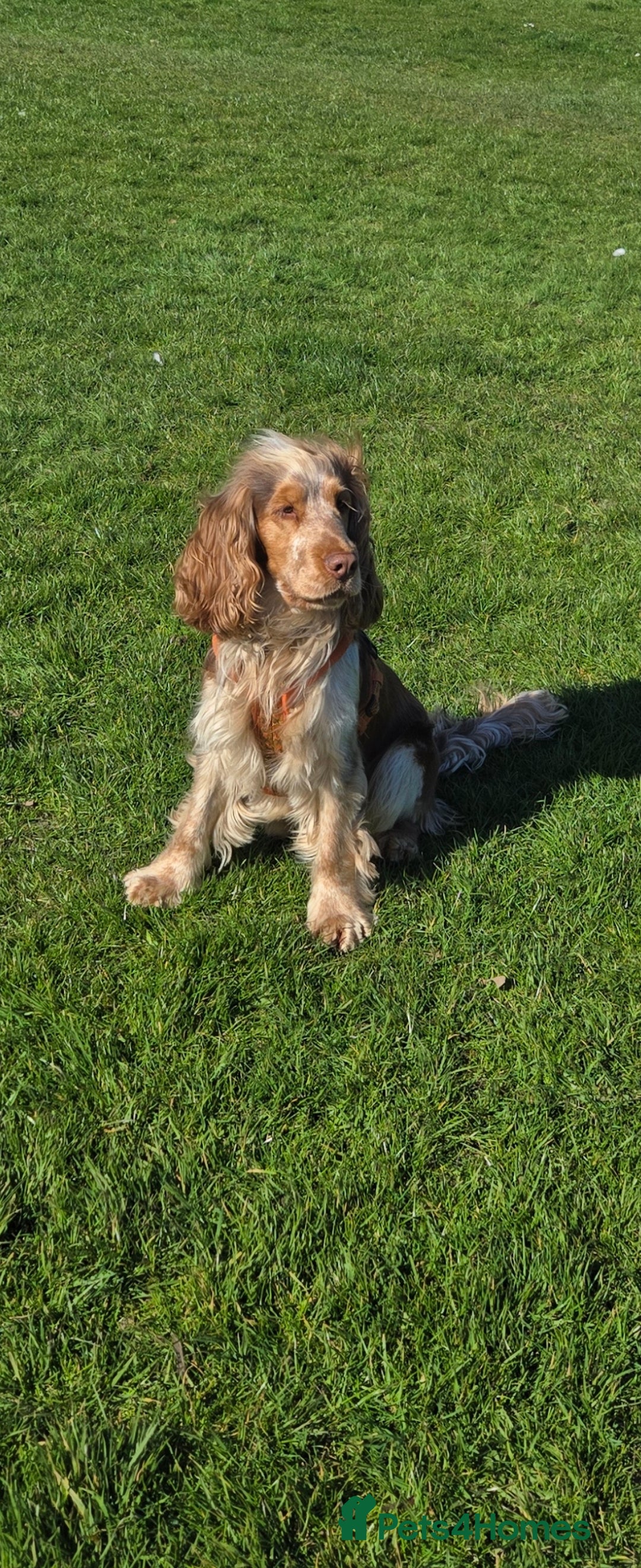 Cocker Spaniel dogs for stud: Chocolate sable show cocker kc reg, proven  in Norwich - Image 4