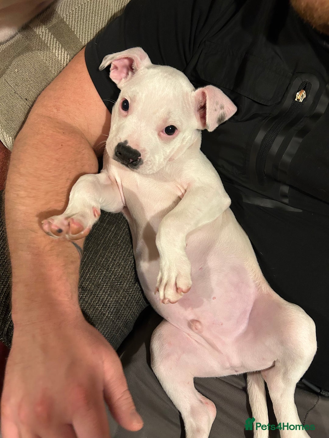 Mixed Breed dogs for sale: American bulldog x staffy - Advert 10