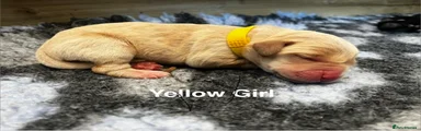 Yellow-Girl