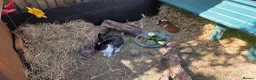 Mixed Breed rabbits for sale: Beautiful babies looking for forever families - Advert 9