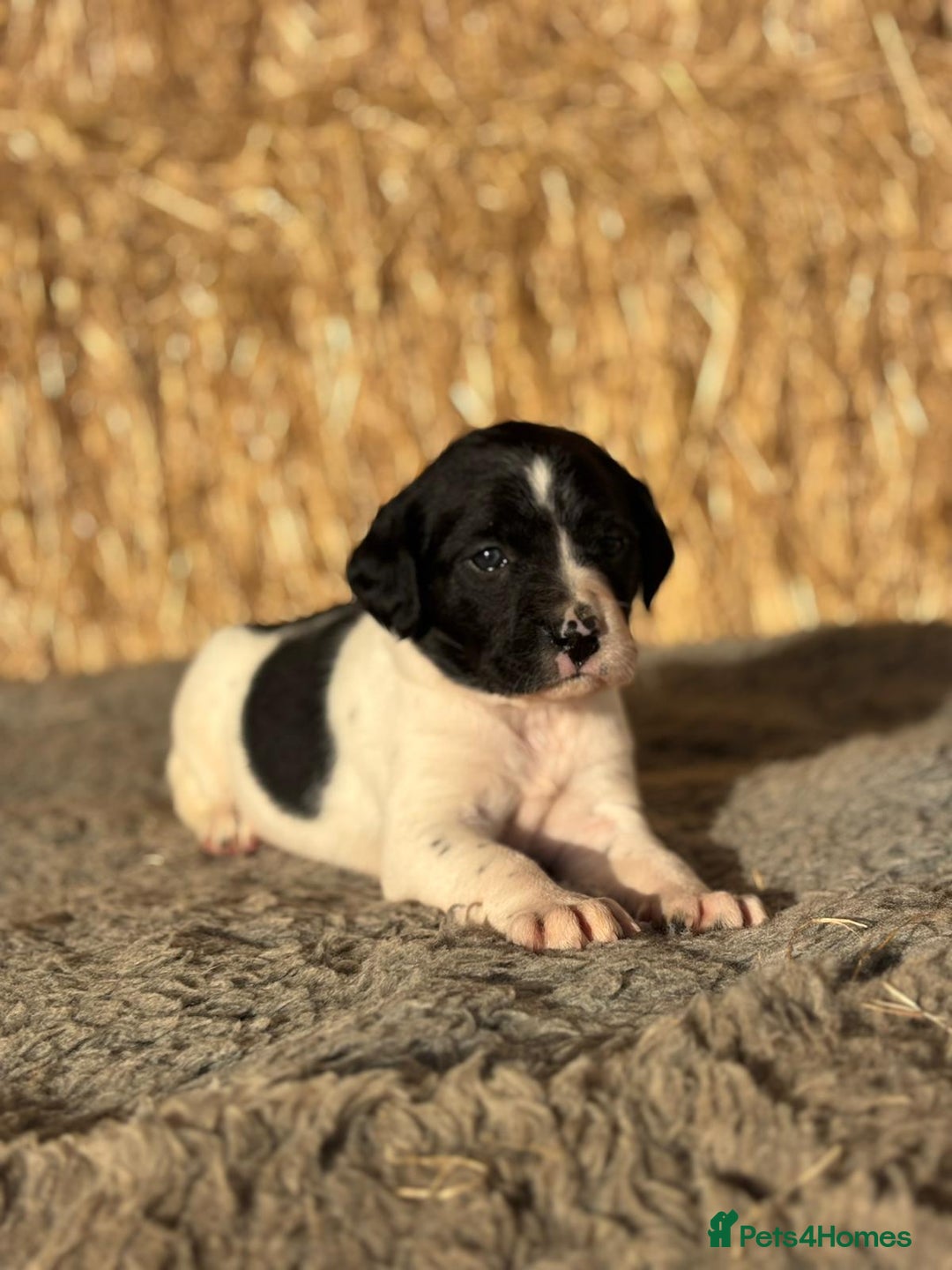 Springador dogs for sale: Springador Puppies - Advert 16