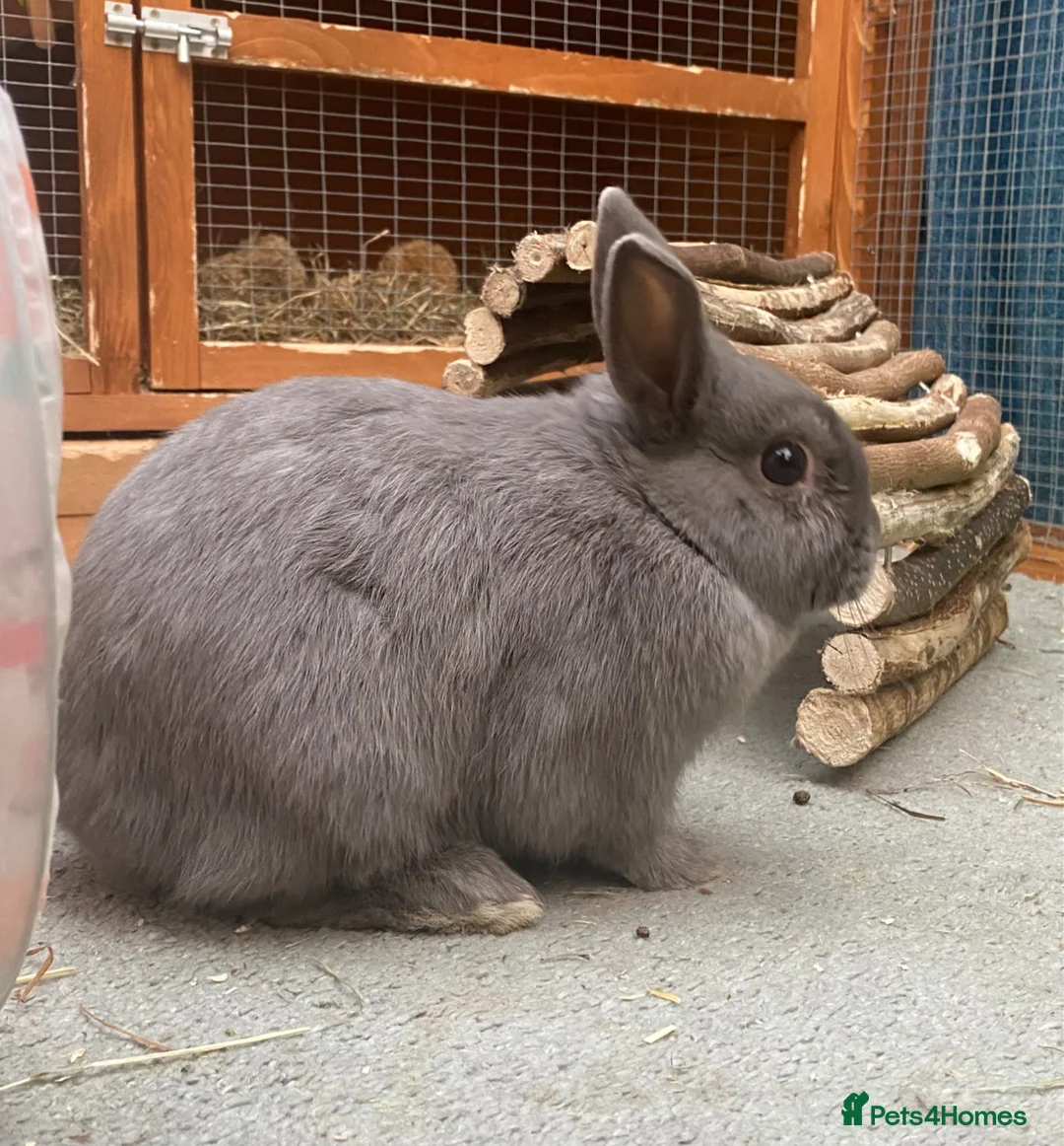 Netherland Dwarf rabbits for sale: Blue Netherland Dwarf Bunny in Littlehampton - Advert 4