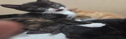 Mixed Breed cats for sale: Kittens - Advert 8