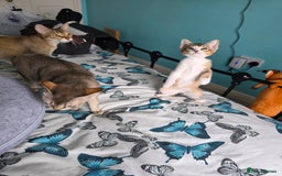 Singapura cats for sale: Accidental Singapura x Abyssinian x Moggie in Lowestoft - Image 20