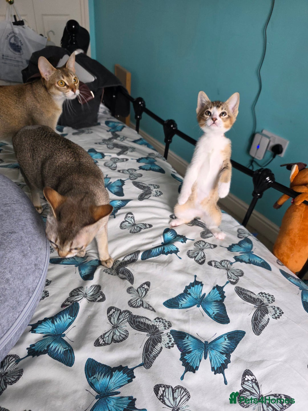 Singapura cats for sale: Accidental Singapura x Abyssinian x Moggie in Lowestoft - Image 20