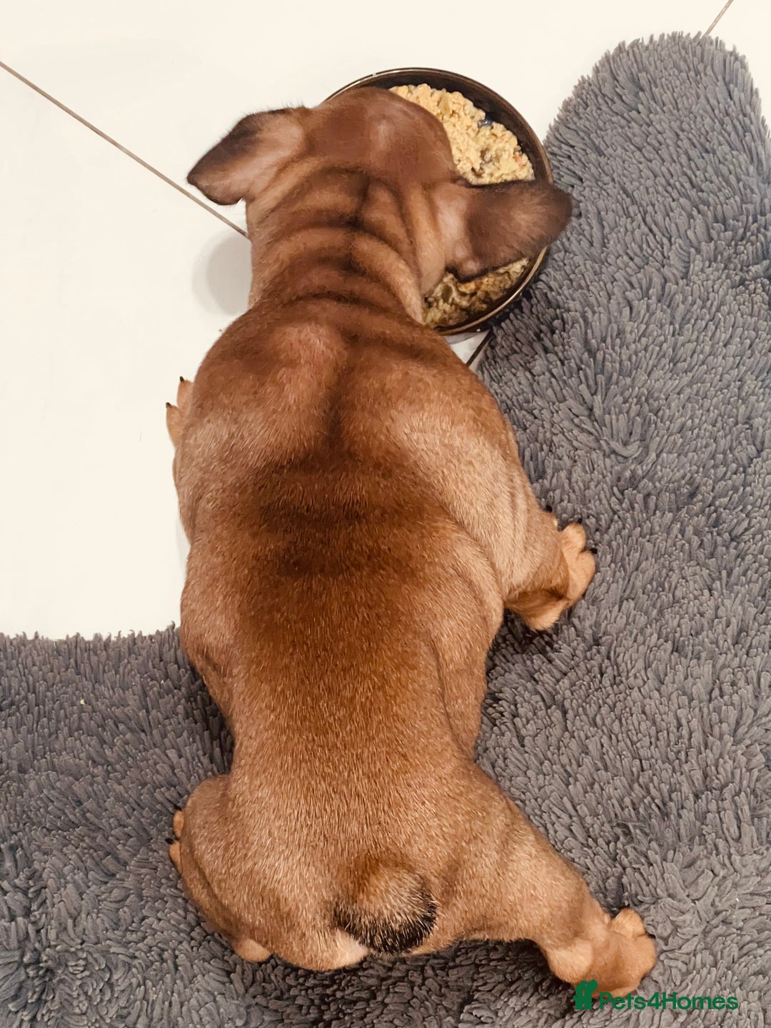 French Bulldog dogs for sale: Stunning boy 😍 - Advert 6