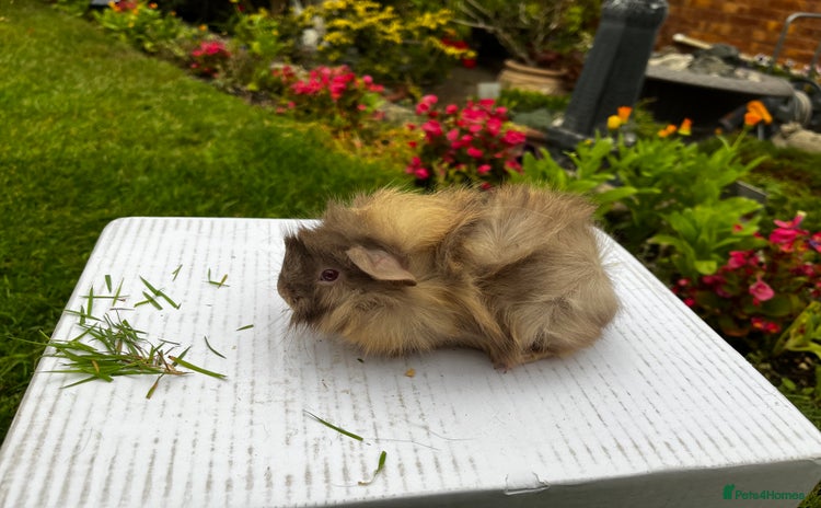 Guinea Pig rodents - Advert 1