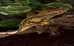 Gecko reptiles for sale: Beautiful Female Harlequin/Pinstripe Dal  - Image 8