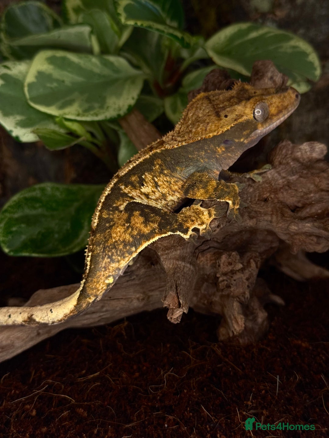 Gecko reptiles for sale: Beautiful Female Harlequin/Pinstripe Dal  - Image 8