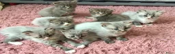 Maine Coon cats for sale: Bundles of maincoon fun  - Advert 3
