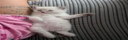 Ragdoll cats for sale: 🐾Ragdoll kittens for sale🐾 - Advert 12