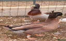 Ducks poultry for sale: Khaki Campbell 2025 drakes, offers considered in Tiverton - Image 2