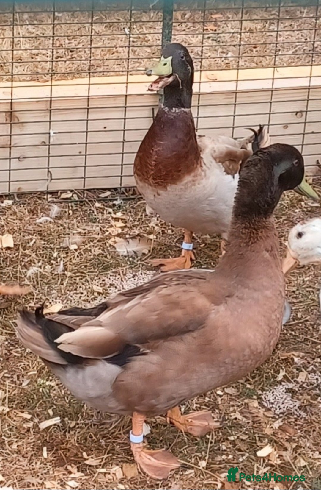 Ducks poultry for sale: Khaki Campbell 2025 drakes, offers considered in Tiverton - Image 2