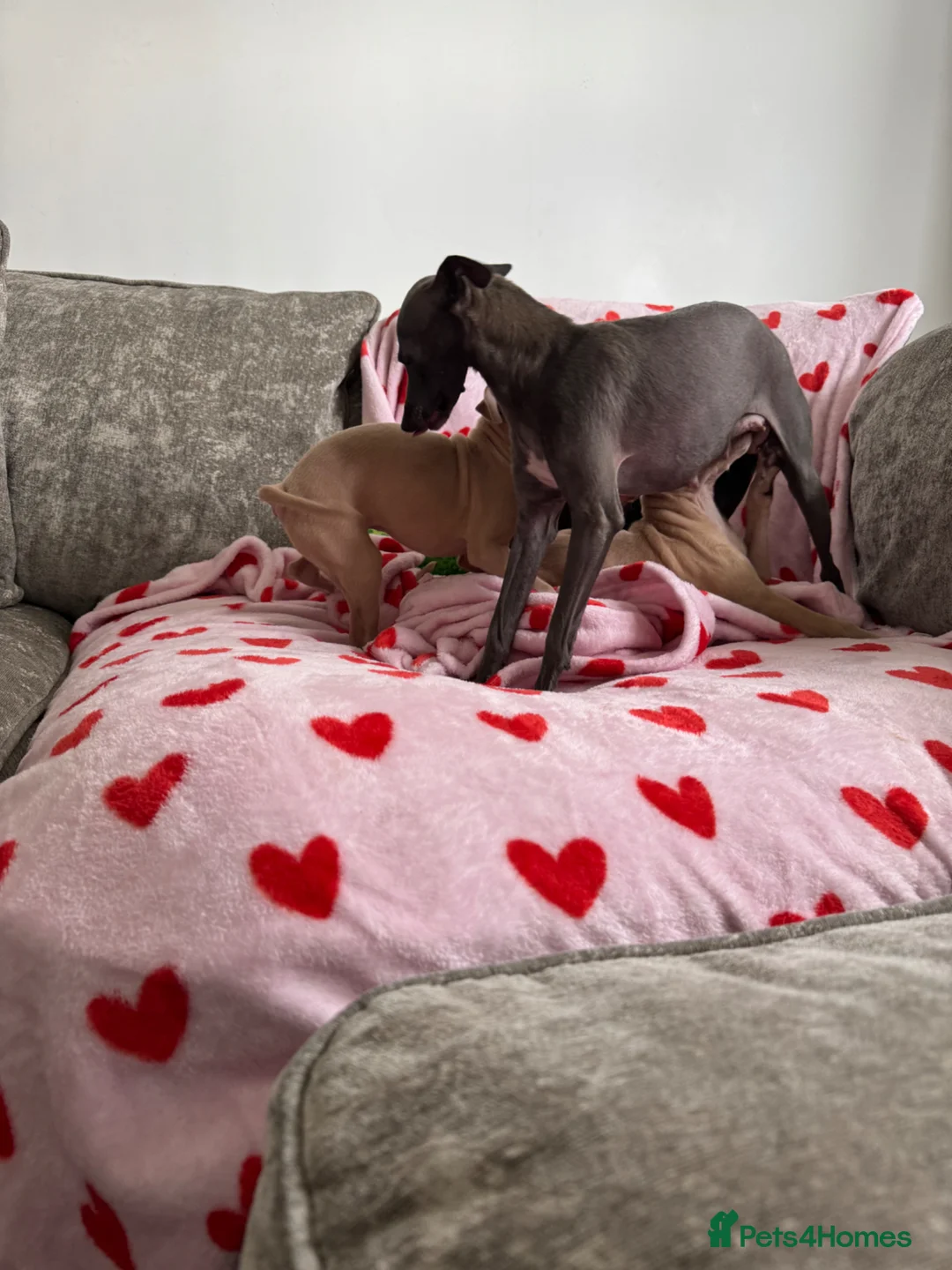 Italian Greyhound dogs for sale: KC registered Italian greyhound puppies for sale - Advert 40