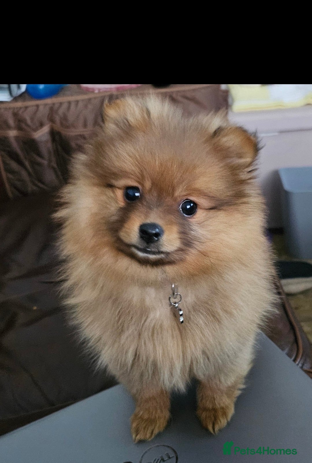 Pomeranian dogs Beautiful Girl - Advert 1