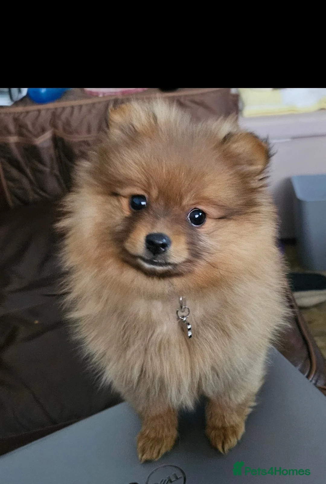 Pomeranian dogs for sale: Beautiful Girl - Advert 1