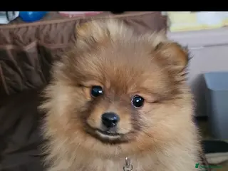 Pomeranian dogs Beautiful Girl - Advert 1