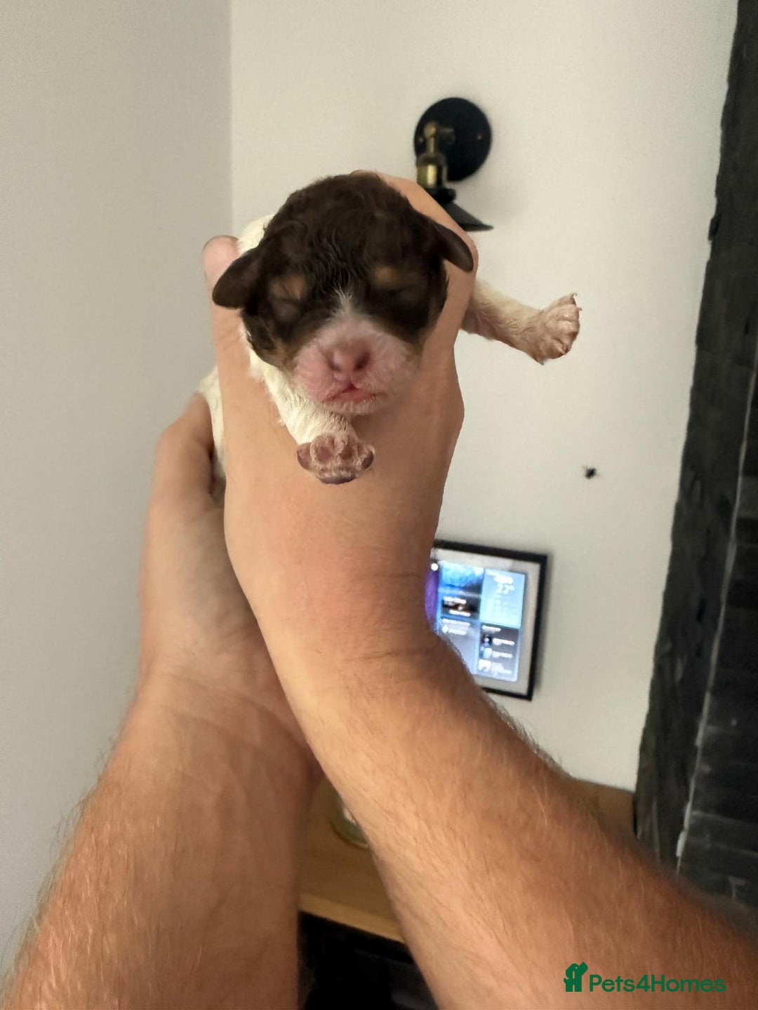 Lagotto Romagnolo dogs for sale: Lagotto Romagnolo  - Image 12