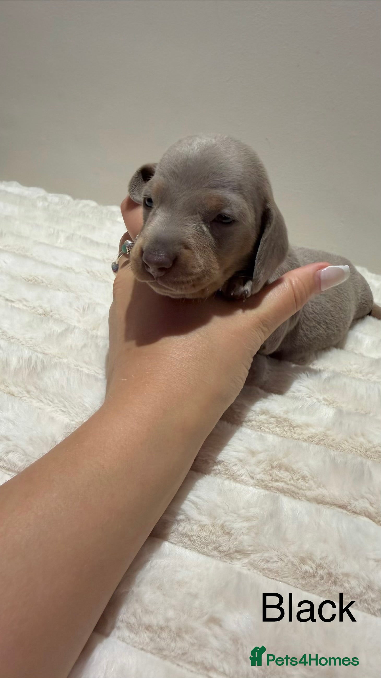 Miniature Dachshund dogs for sale: 🐾 Miniature Dachshund Puppies For Sale 🐾  - Advert 12