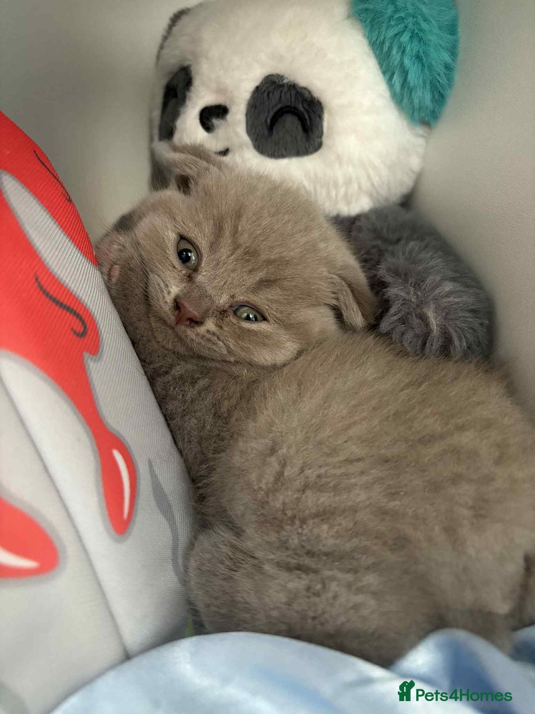 Scottish Fold cats for sale: Absolutely stunning kittens  - Image 11