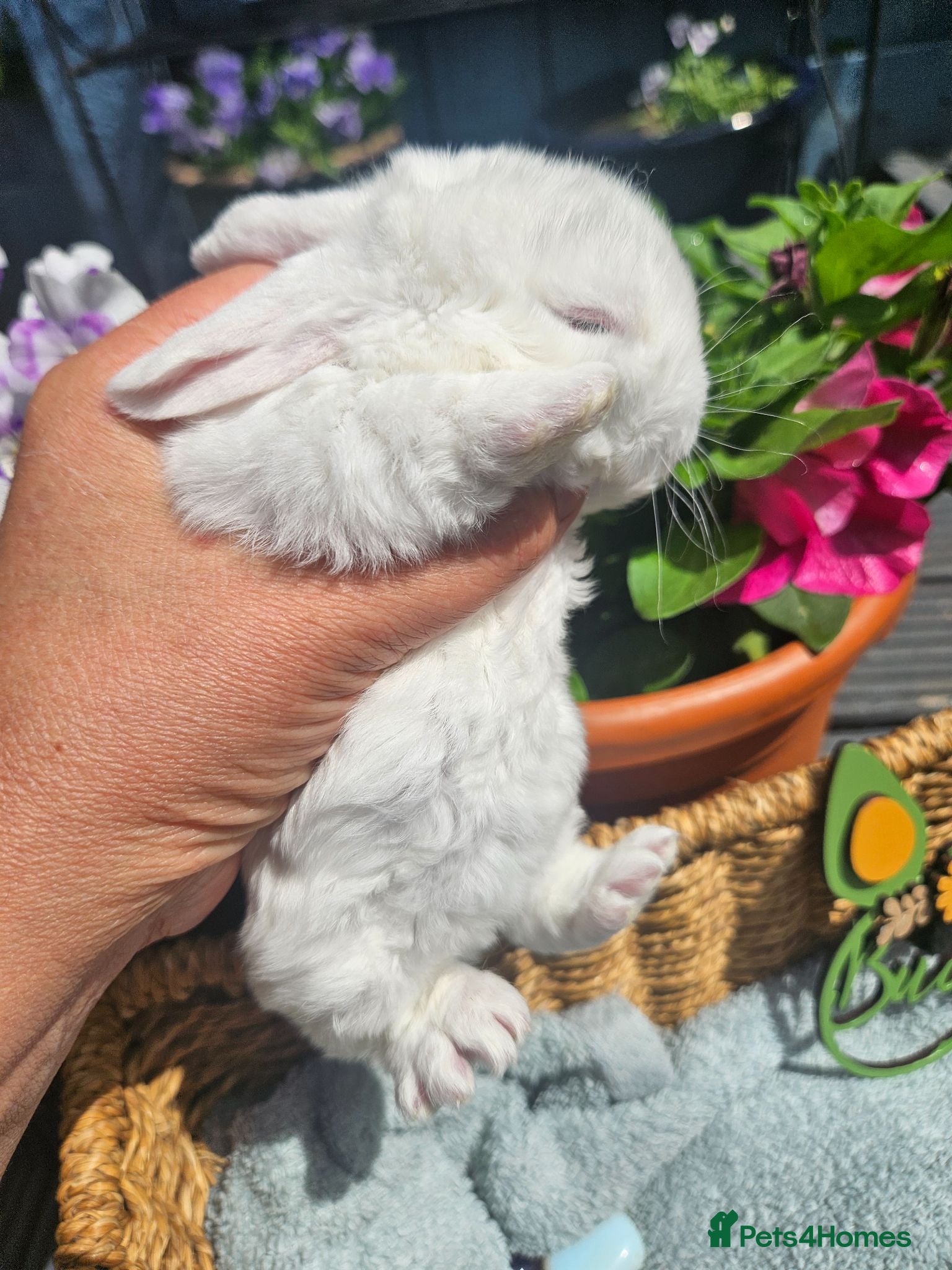 Mini Lop rabbits Mini Plush Lop Fairy Litter  - Suffolk - Advert 2