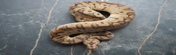 Python Snake reptiles for sale: Ball python  in Gosport - Advert 8