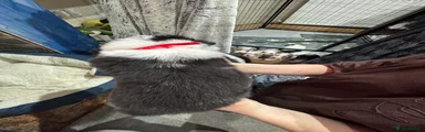 Red collar - Tri colour