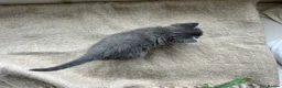 British Shorthair cats for sale: Our British Shorthair has had 5 Beautiful Kittens - Advert 12