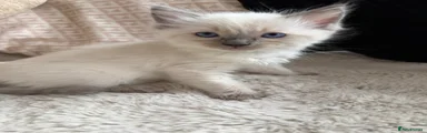 Ragdoll 5