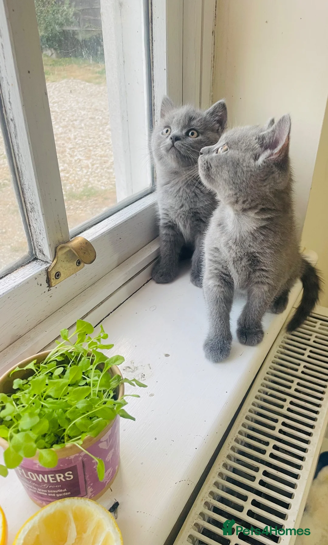 Russian Blue cats for sale: New litter 8wk Russian Blue British Shorthair boys - Advert 1