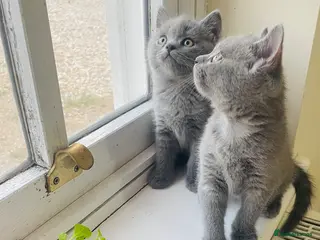 Russian Blue cats New litter 8wk Russian Blue British Shorthair boys - Advert 5