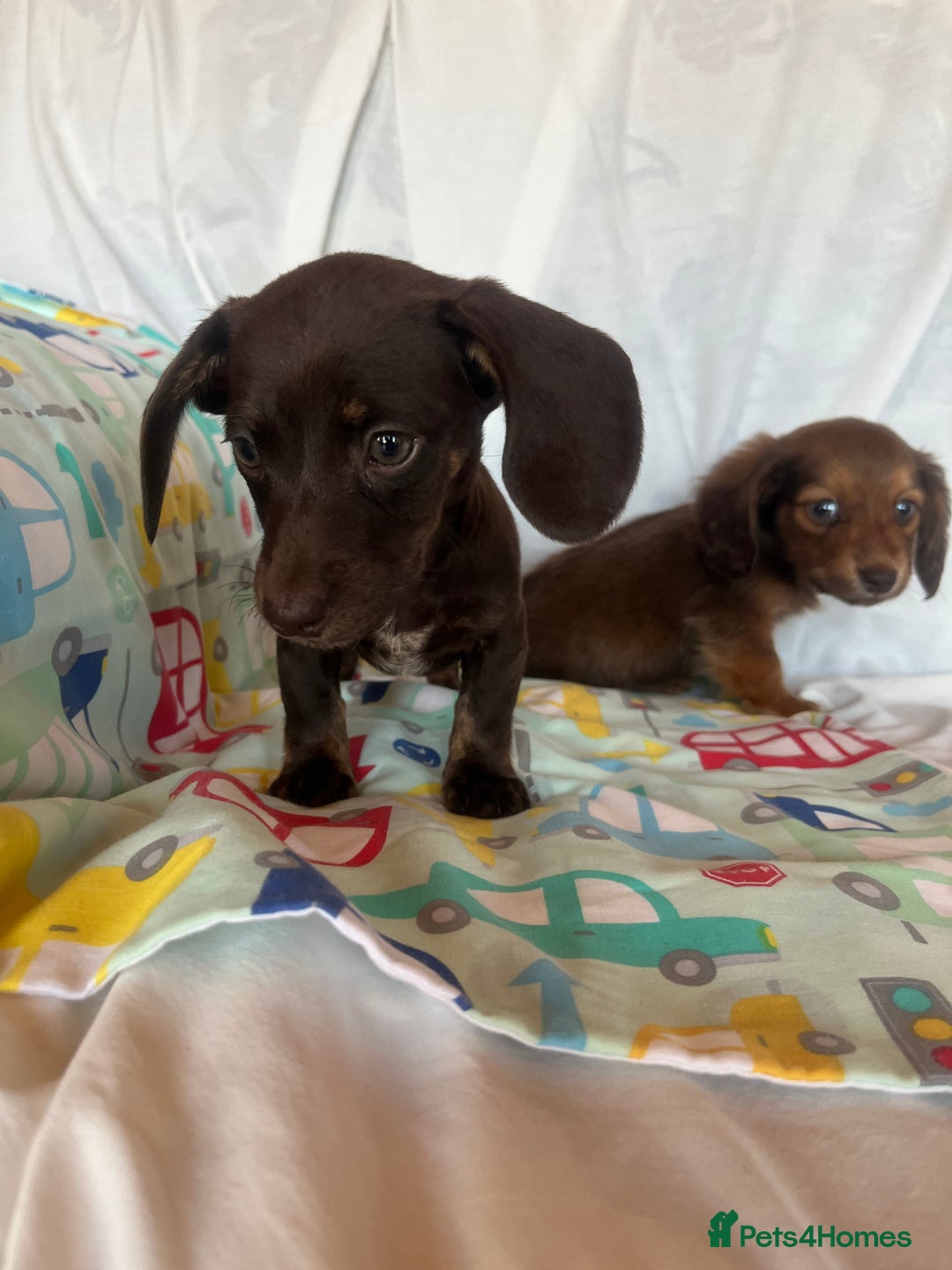 Miniature Dachshund dogs for sale: Miniature dachshund **updated  - Image 8