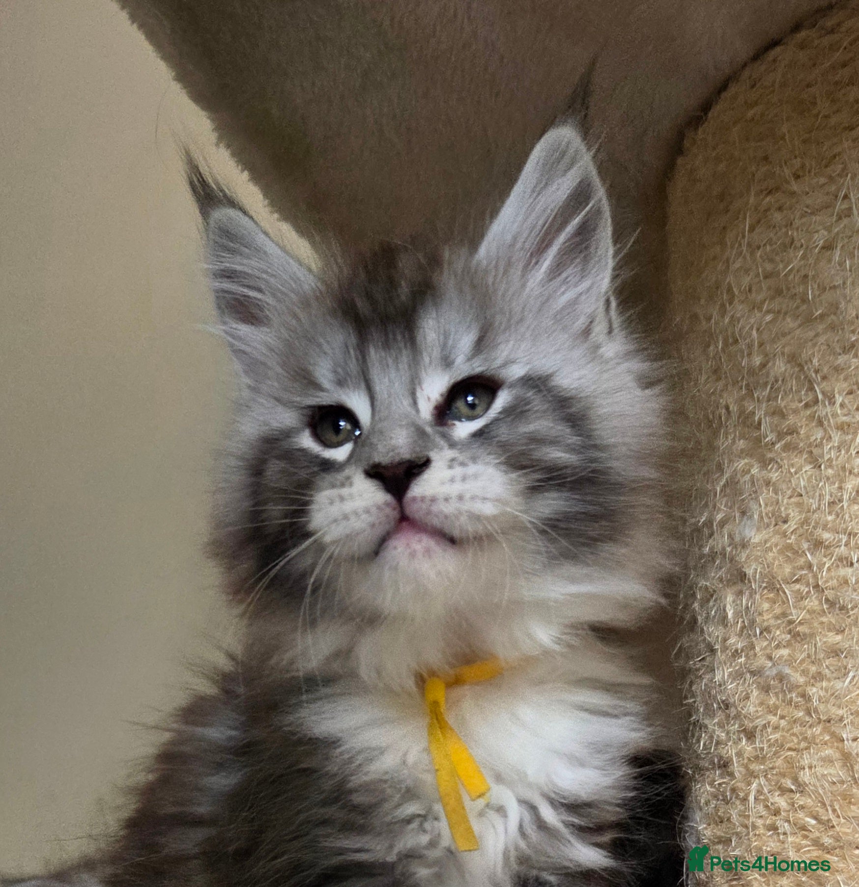 Maine Coon cats Outstanding Quality shaded line Boys - Advert 1