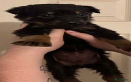 Rottweiler dogs for sale: 7 Rottweiler puppies available to loving homes - Advert 16