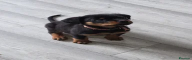 Rottweiler Puppy 1