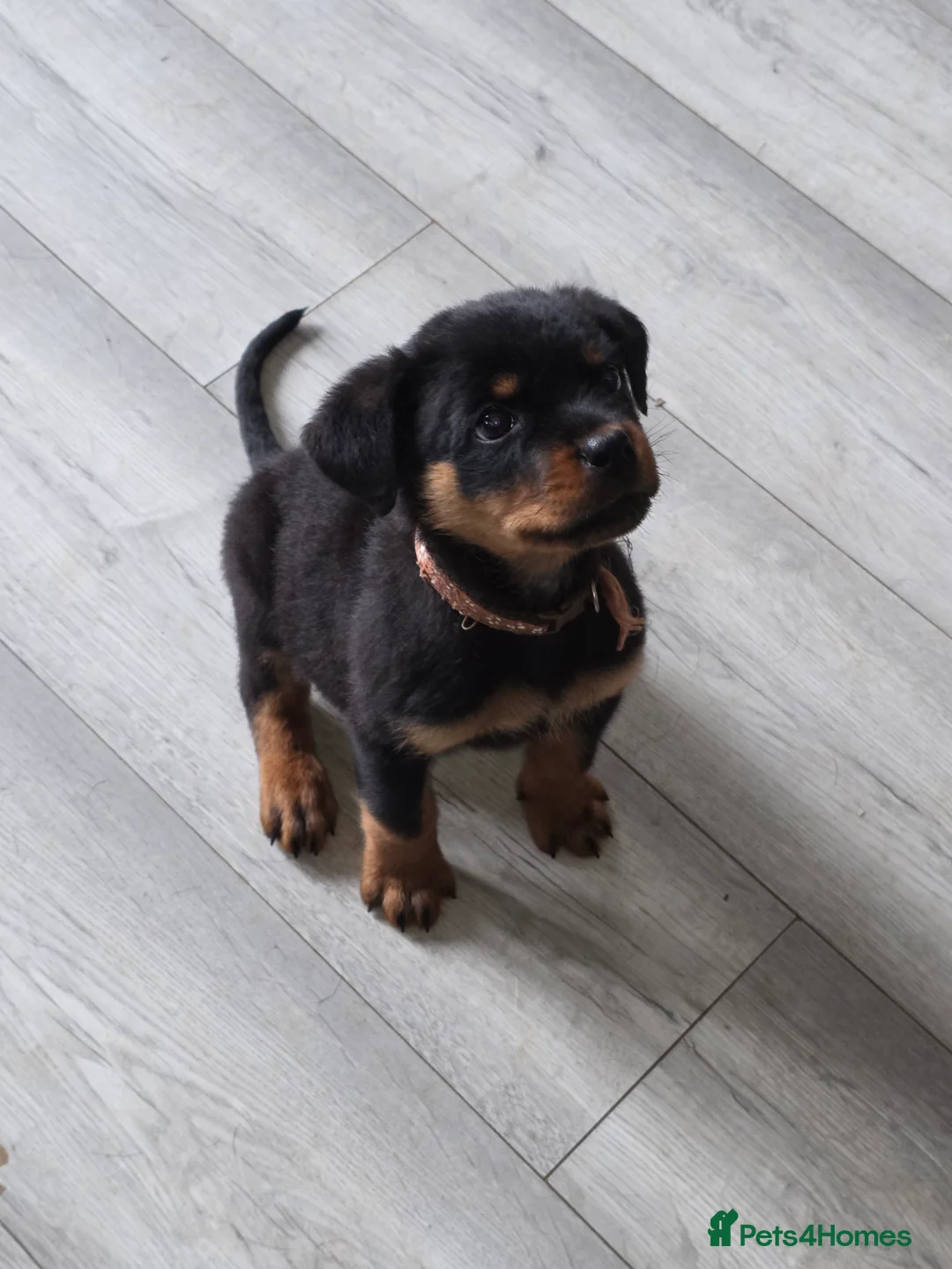 Rottweiler dogs for sale: LAST FEMALE ROTTWEILER PUP  in Feltham - Advert 2