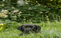 Mastiff dogs for sale: Mastiff pups  - Image 13