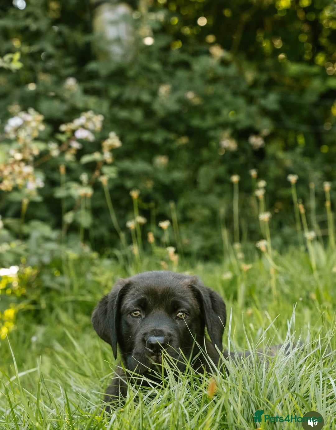Mastiff dogs for sale: Mastiff pups  - Image 13