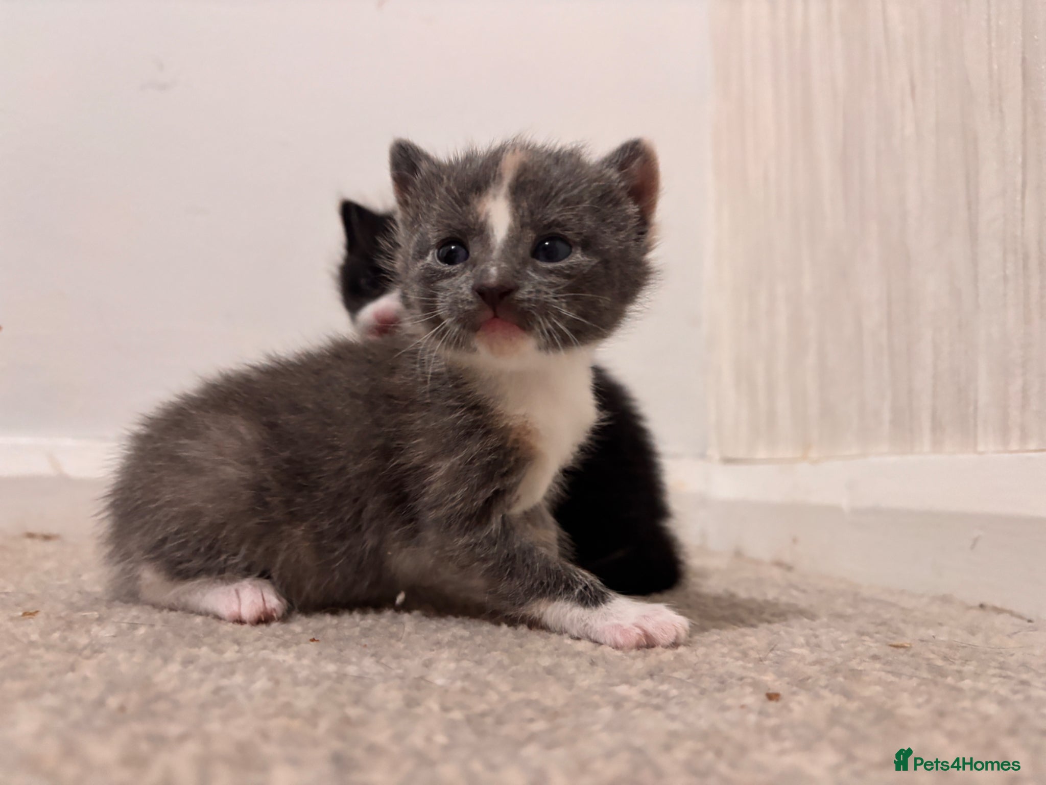 Mixed Breed cats Grey Kitten, Black & White - Advert 3