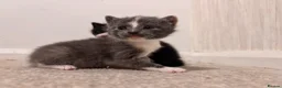 Mixed Breed cats for sale: Grey Kitten, Black & White - Advert 1