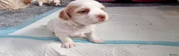 Mixed Breed dogs for sale: Hybrid dogs - Advert 9