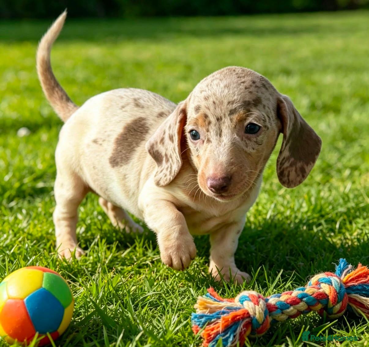 Miniature Dachshund dogs 🐾 Gorgeous Miniature Dachshund Puppies 🐾 - Advert 1
