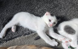 Mixed Breed cats for sale: 3 kittens looking for new families  - Image 4