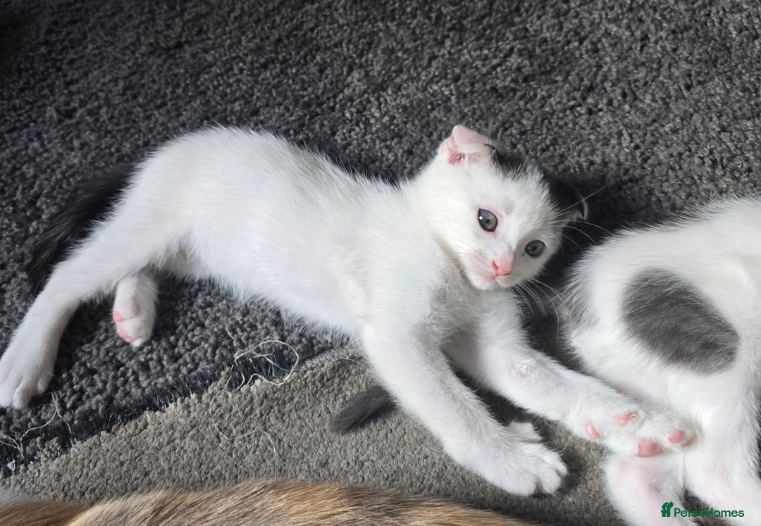 Mixed Breed cats for sale: 3 kittens looking for new families  - Image 4