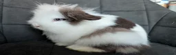 Lionhead rabbits for sale: Fluffy BE Lionhead Rabbits for Sale  - Advert 27